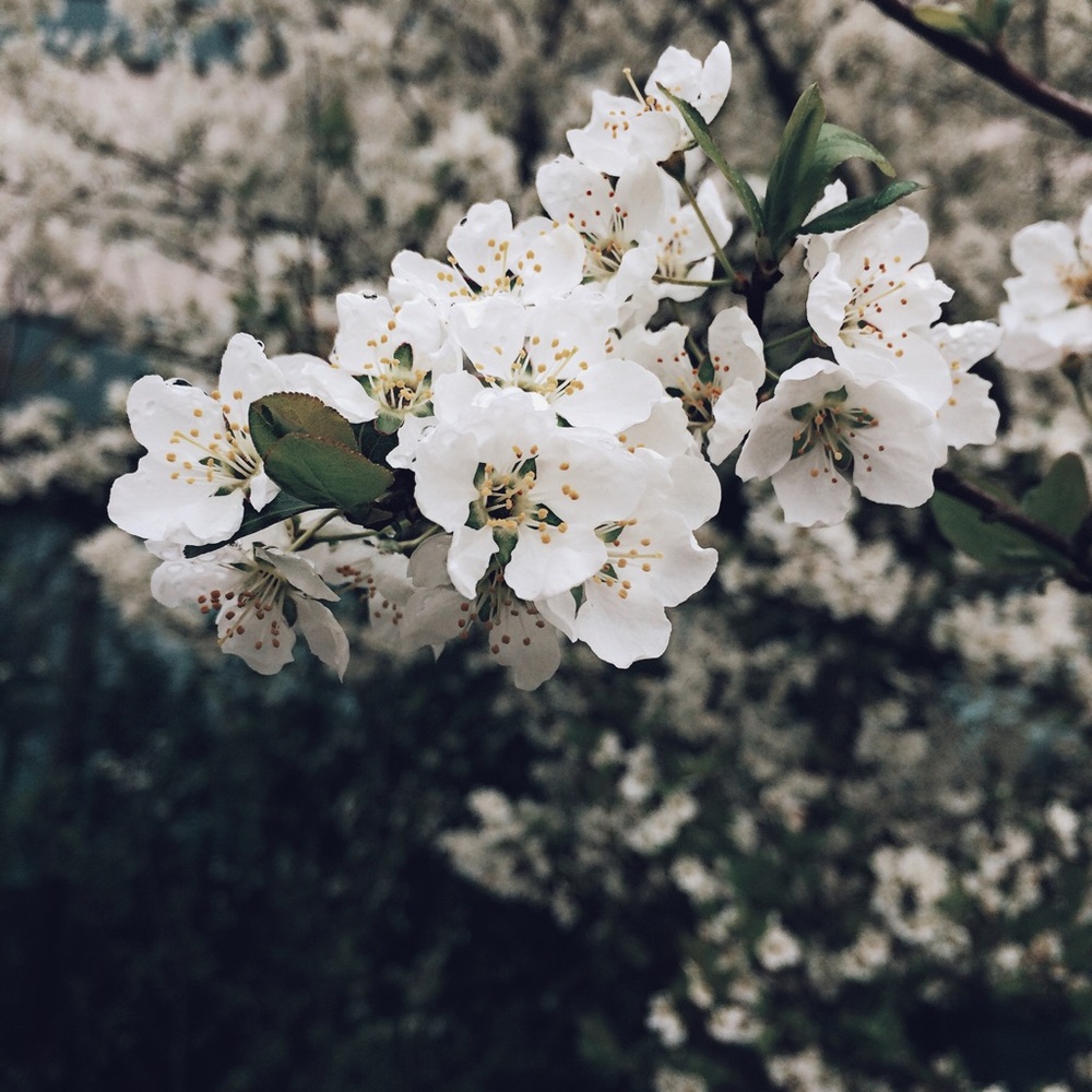 Meet your Posher, Cedar Trove!